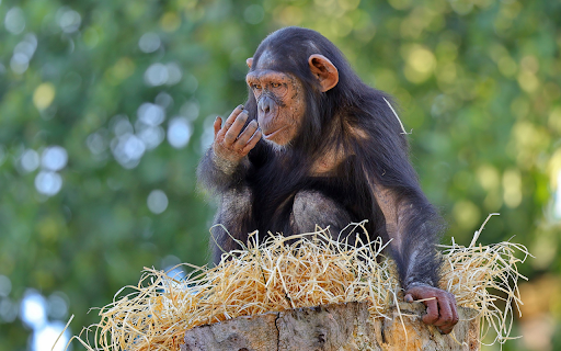 Chimpanzee on straw bed  from Chrome web store to be run with OffiDocs Chromium online