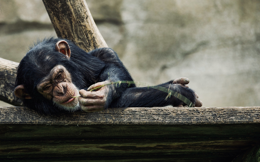 Chimps floss their teeth  from Chrome web store to be run with OffiDocs Chromium online