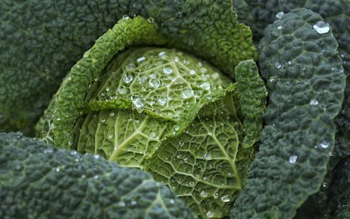 Chinese cabbage  from Chrome web store to be run with OffiDocs Chromium online