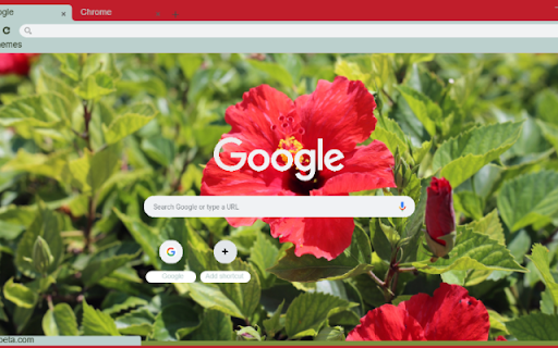 Chinese Hibiscus  from Chrome web store to be run with OffiDocs Chromium online