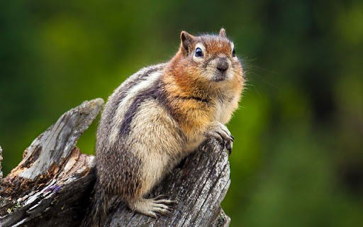 Chipmunk Theme – The Lively Explorer of the Forest  from Chrome web store to be run with OffiDocs Chromium online
