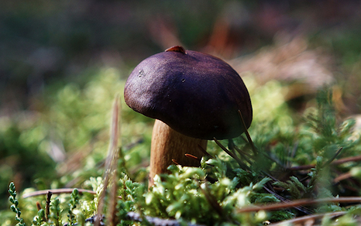 Chocolate mushrooms  from Chrome web store to be run with OffiDocs Chromium online