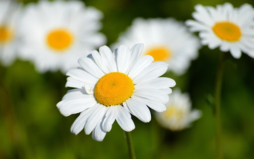 CHRYSANTHEMUM 2 Theme  from Chrome web store to be run with OffiDocs Chromium online