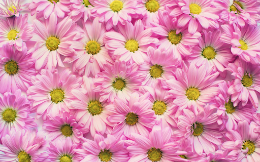 Chrysanthemum arrangement  from Chrome web store to be run with OffiDocs Chromium online