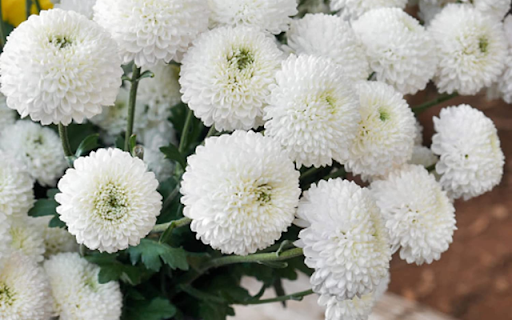 Chrysanthemum White  from Chrome web store to be run with OffiDocs Chromium online