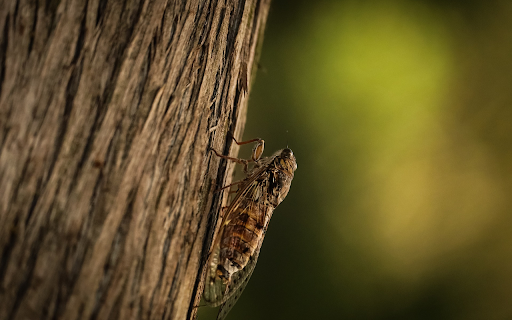 Cicada on the tree  from Chrome web store to be run with OffiDocs Chromium online