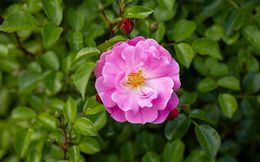 Cinnamon Roses  from Chrome web store to be run with OffiDocs Chromium online