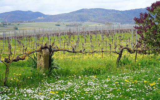 Clean vegetable farm  from Chrome web store to be run with OffiDocs Chromium online