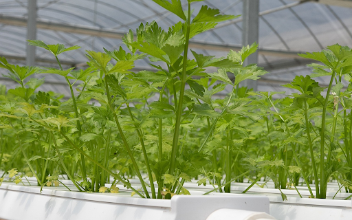 Clean vegetable technology  from Chrome web store to be run with OffiDocs Chromium online