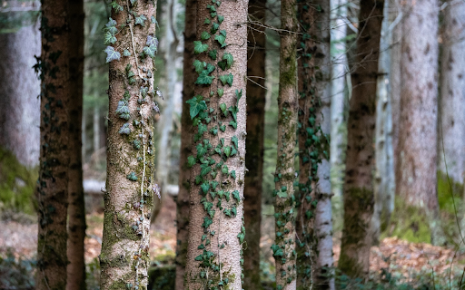 Climbing plant on tree trunk  from Chrome web store to be run with OffiDocs Chromium online
