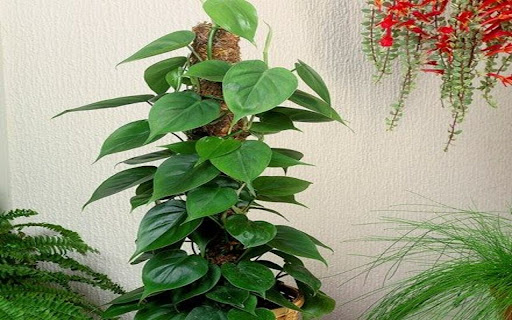 climbing pothos wallpaper  from Chrome web store to be run with OffiDocs Chromium online