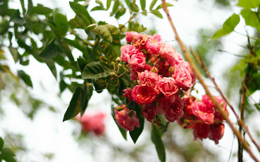 climbing rose  from Chrome web store to be run with OffiDocs Chromium online