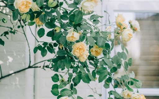 Climbing Roses in Creamy Yellow Hues  from Chrome web store to be run with OffiDocs Chromium online