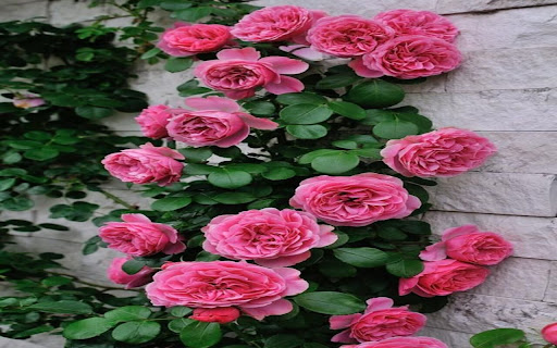 climbing rose wallpaper  from Chrome web store to be run with OffiDocs Chromium online
