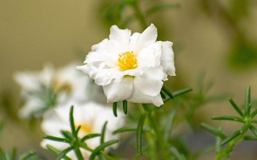 Clock flower  from Chrome web store to be run with OffiDocs Chromium online
