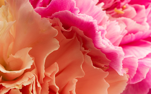 close up coral pink colored flowers  from Chrome web store to be run with OffiDocs Chromium online
