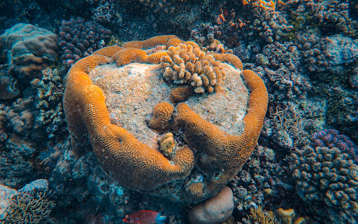 Close up of a Coral  from Chrome web store to be run with OffiDocs Chromium online