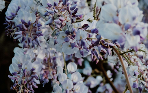 Close up of a Wisteria  from Chrome web store to be run with OffiDocs Chromium online