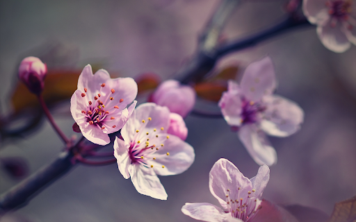 close up of pink peach blossom with blurred background  from Chrome web store to be run with OffiDocs Chromium online