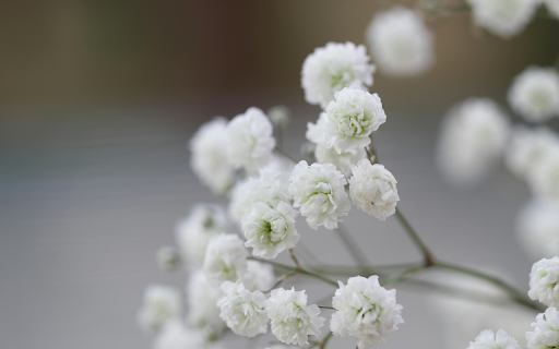 Close up of White Blossoms  from Chrome web store to be run with OffiDocs Chromium online Close up of White Blossoms  from Chrome web store to be run with OffiDocs Chromium online
