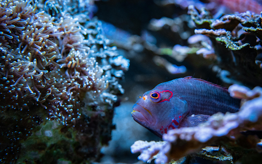 Close up Photo of a Blue Fish  from Chrome web store to be run with OffiDocs Chromium online