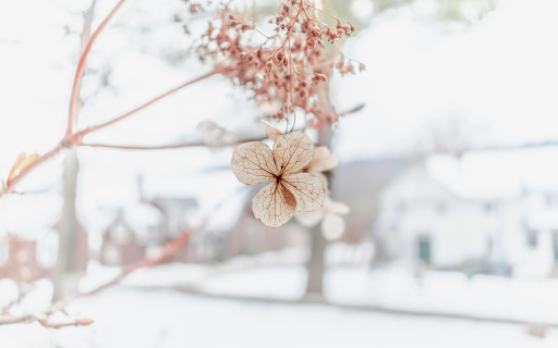 Close Up Photo of Hydrangea  from Chrome web store to be run with OffiDocs Chromium online