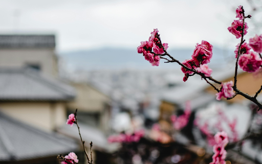 Close Up Photo of Pink Flowers  from Chrome web store to be run with OffiDocs Chromium online
