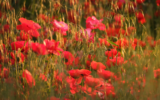 Close up Photo of Poppy Flowers  from Chrome web store to be run with OffiDocs Chromium online