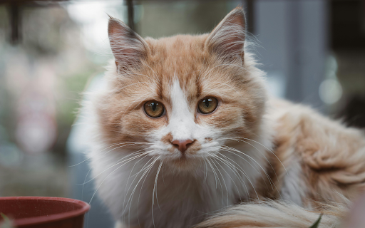 Close up Portrait of a Ginger Cat Outdoors  from Chrome web store to be run with OffiDocs Chromium online
