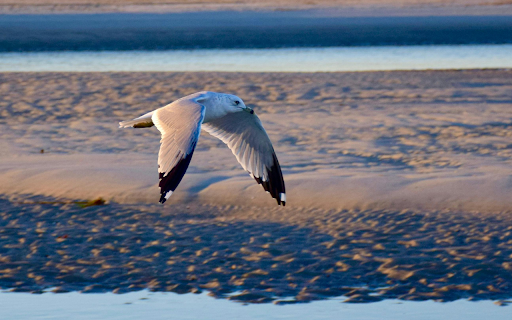 Close Up Shot of a Seagull flying  from Chrome web store to be run with OffiDocs Chromium online