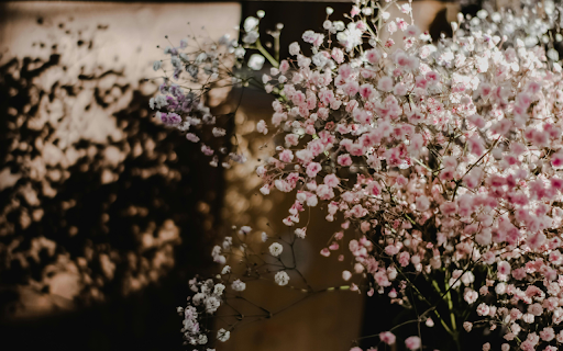 Close Up Shot of Blooming Pink Flowers  from Chrome web store to be run with OffiDocs Chromium online