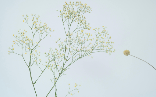 Close Up Shot of Dry Flowers  from Chrome web store to be run with OffiDocs Chromium online