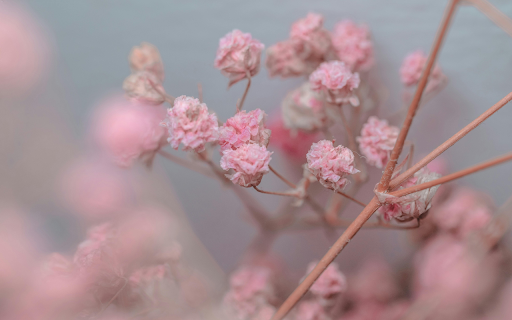 Close Up Shot of Pink Flowers  from Chrome web store to be run with OffiDocs Chromium online