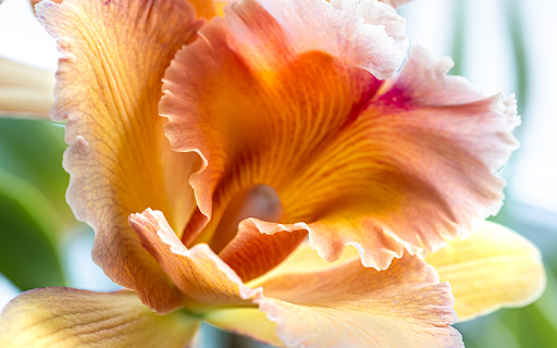 closeup thai orchid blurred background  from Chrome web store to be run with OffiDocs Chromium online
