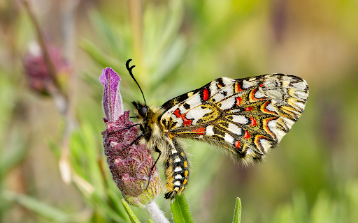 closeup zerynthia rumina butterfly sitting flower garden captured daytime  from Chrome web store to be run with OffiDocs Chromium online