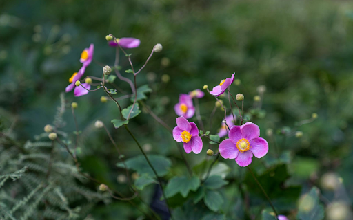 Clover Flowers Bloom  from Chrome web store to be run with OffiDocs Chromium online