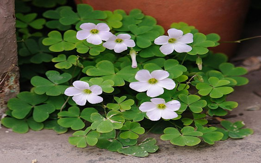 Clover plant wallpaper  from Chrome web store to be run with OffiDocs Chromium online