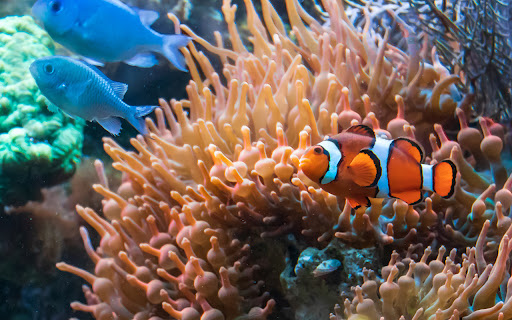 Clownfish with bright orange and white stripes  from Chrome web store to be run with OffiDocs Chromium online
