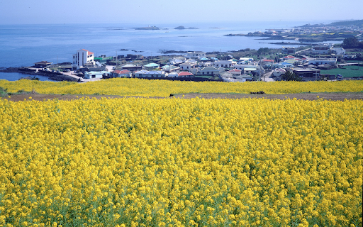 Coast and yellow flowers  from Chrome web store to be run with OffiDocs Chromium online