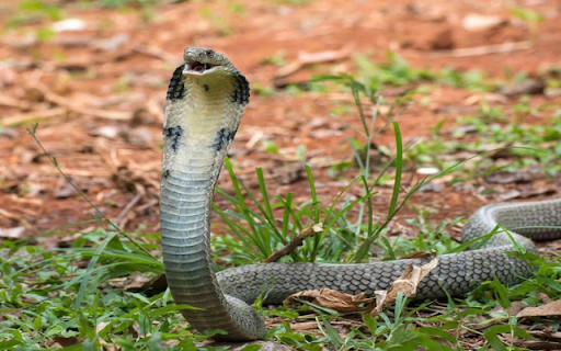 Cobra: The Legendary Venomous Serpent  from Chrome web store to be run with OffiDocs Chromium online