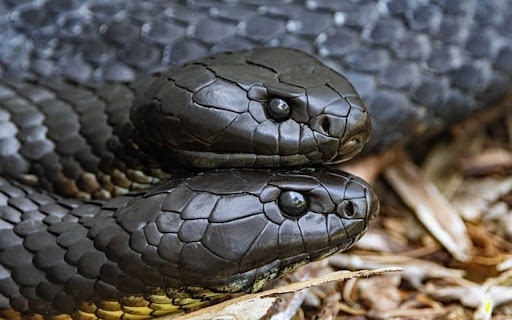 COBRA Theme  from Chrome web store to be run with OffiDocs Chromium online