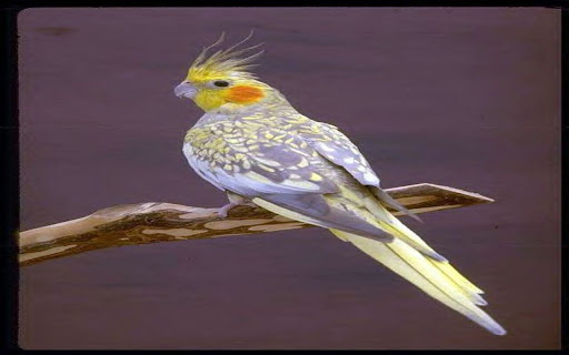 Cockatiel Wallpaper  from Chrome web store to be run with OffiDocs Chromium online