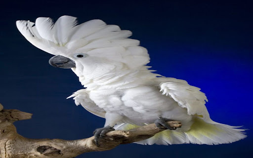 Cockatoo (Cacatua) Bird Wallpaper  from Chrome web store to be run with OffiDocs Chromium online