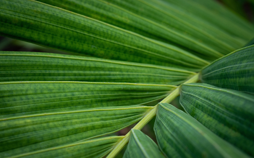 Coconut leaves  from Chrome web store to be run with OffiDocs Chromium online