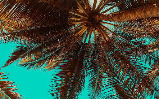 Coconut palm tree  from Chrome web store to be run with OffiDocs Chromium online