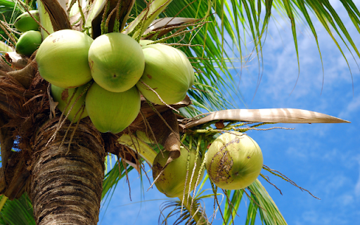 Coconut Tree  from Chrome web store to be run with OffiDocs Chromium online