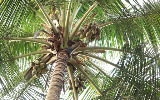 Coconut tree bears fruit  from Chrome web store to be run with OffiDocs Chromium online