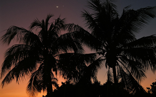 Coconut Trees and Sunset  from Chrome web store to be run with OffiDocs Chromium online