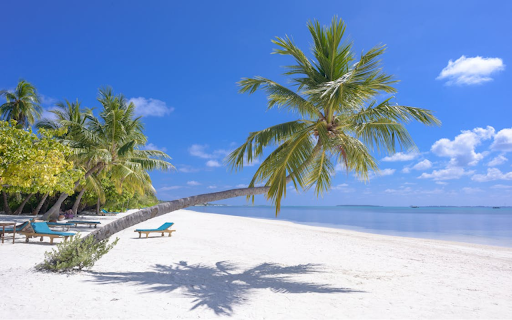 Coconut trees curl on the white sand  from Chrome web store to be run with OffiDocs Chromium online