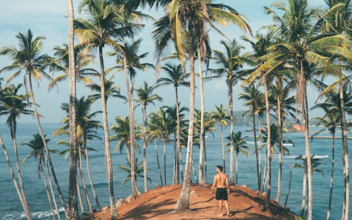 Coconut trees growing on the beach  from Chrome web store to be run with OffiDocs Chromium online